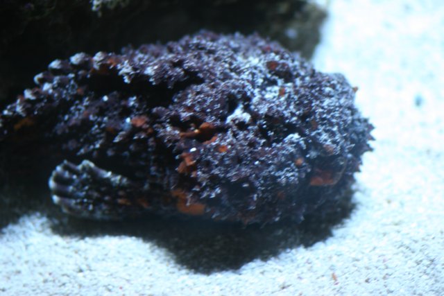 Black and Orange Reef Fish with White Head