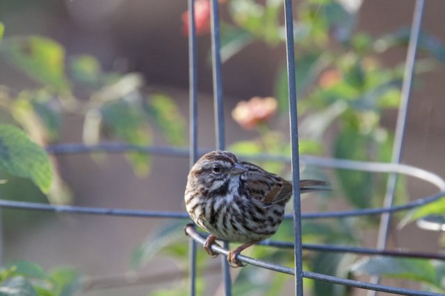 A Sparrow's Perch
