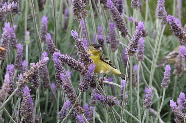 Lesser Goldfinch Perched Among Lavender Blossoms