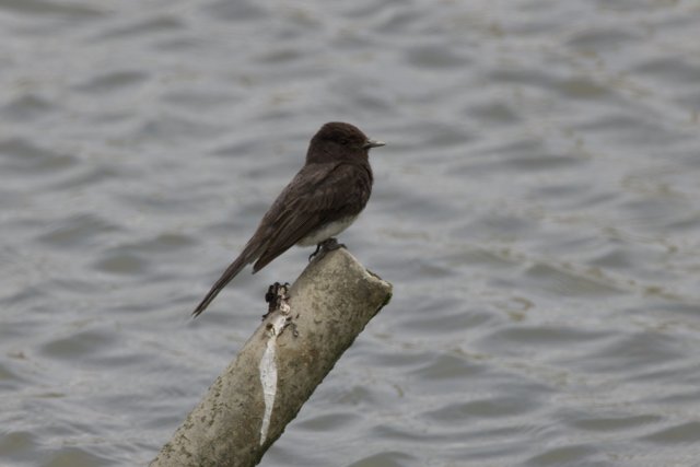 Perched Serenity