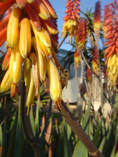 A Bee Collecting Pollen from an Aloe Flower