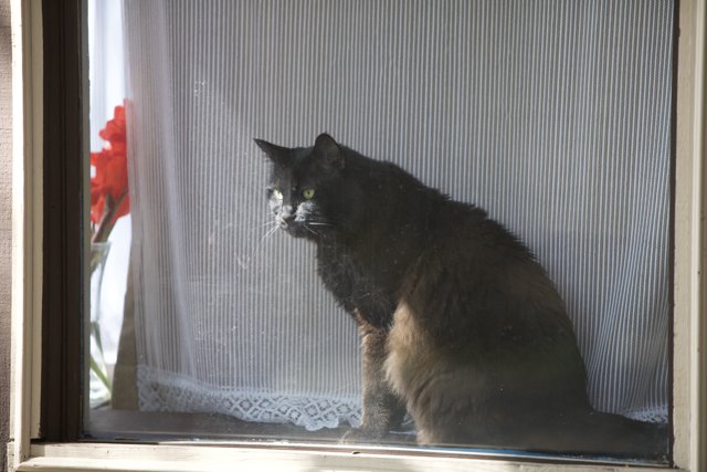 Window Cat