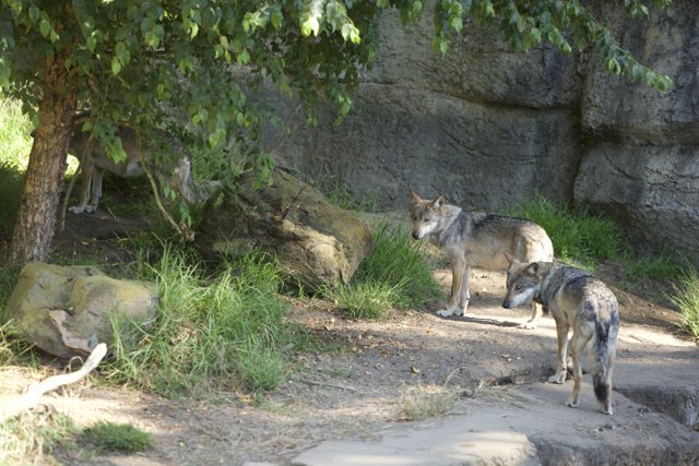 Majestic Wolves at the San Francisco Zoo