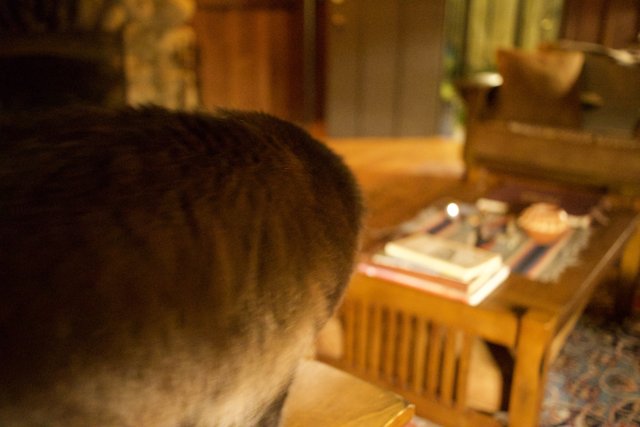 Curious Cat on the Coffee Table