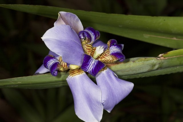 Vibrant Purple Iris with Yellow Petals