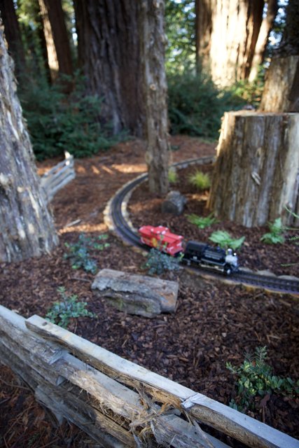 Tranquil Tracks Among the Giants