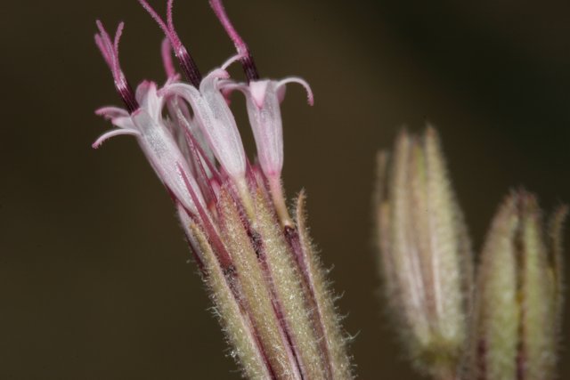 Long-stemmed Flower in the Desert