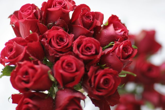 A Bouquet of 14 Red Roses