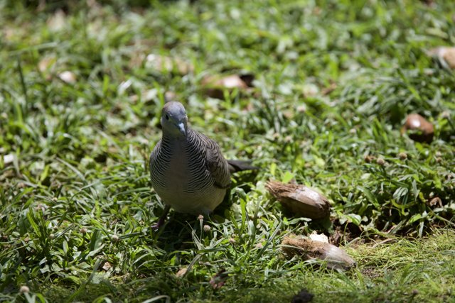 Serenity in Feathers: A Pigeon at Honolulu Zoo