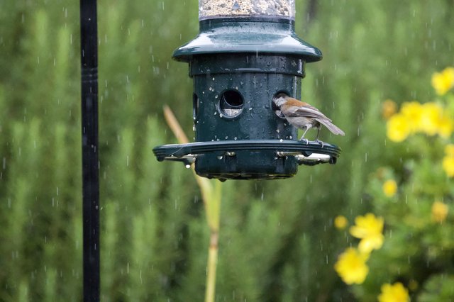 Small Bird at Feeder During Spring Rain Shower