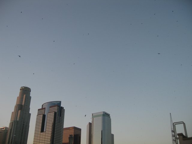 Flock of Birds over City Skyline