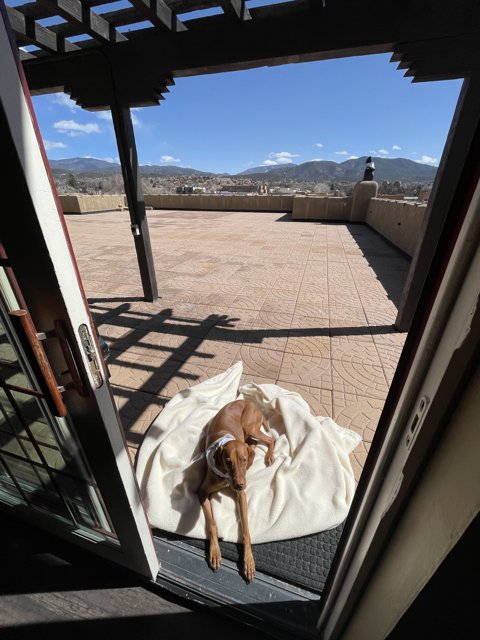 Patio Pup enjoying Santa Fe View