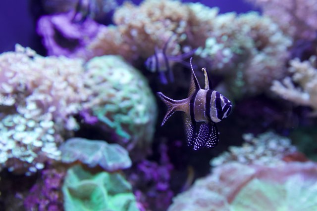 Striped Fish in Aquatic Wonderland