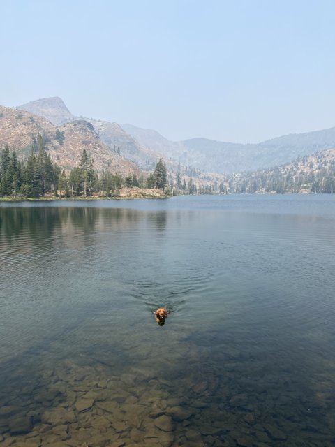 Doggy Paddle in Susie Lake