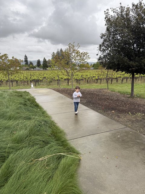 Wandering Through the Vines