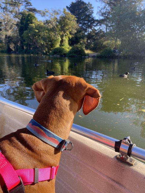 Pink Hound on a Boat