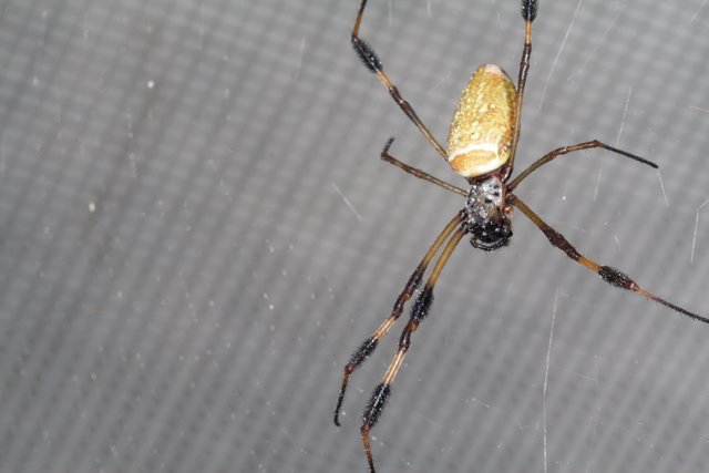The Yellow and Black Garden Spider