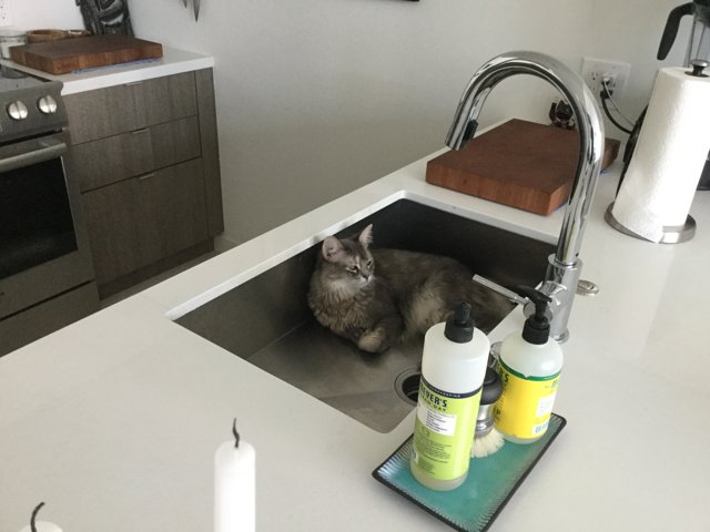 Sink cat