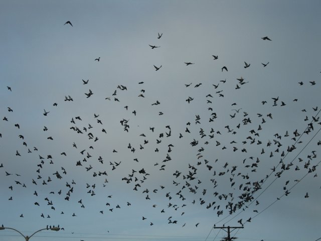 A Majestic Flock in Flight