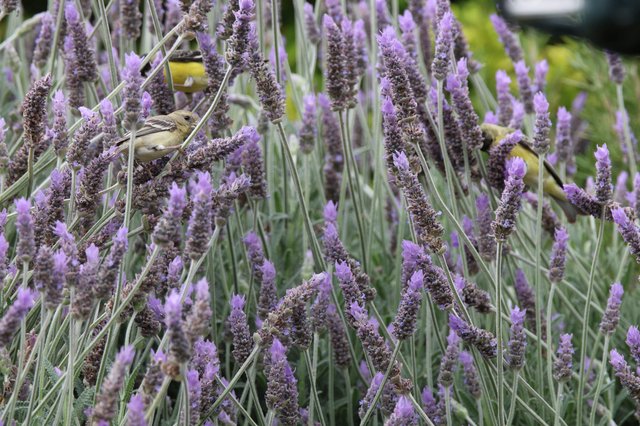 Goldfinch Foraging Among Purple Lavender Blooms