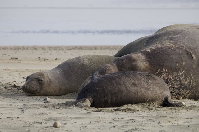 Elephant Seal Colony Resting on Drakes Beach