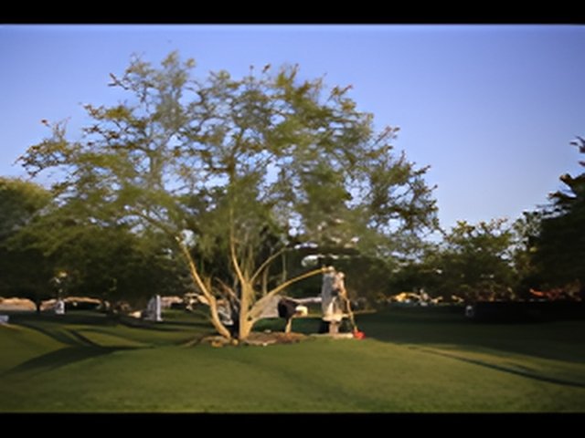 Iconic Sycamore Tree in Coachella Field