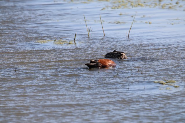 Cinnamon Teal Duck Pair Foraging in Shallow Wetland