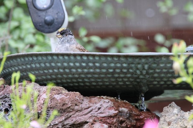 Golden-Crowned Sparrow at Garden Water Feature in Rain