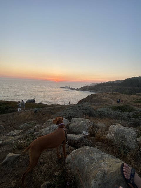 Overlooking the Ocean with Man's Best Friend