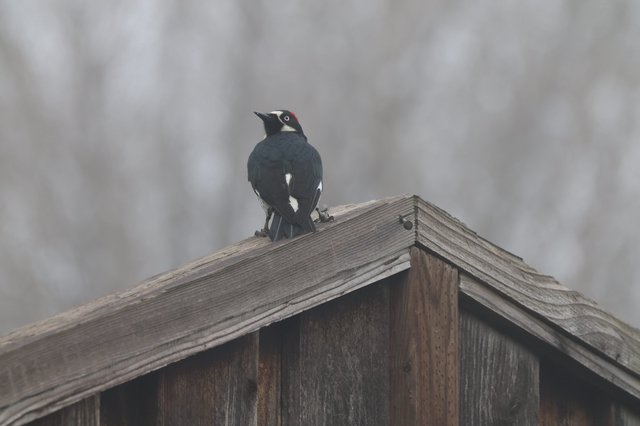 Acorn Woodpecker Perched on Weathered Wooden Birdhouse Roof