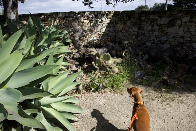 Canine Curiosity in Monterey, 2024