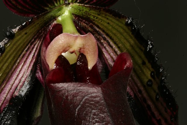 A Mysterious Peeping Orchid