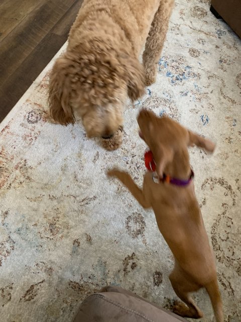 Playtime with Pups