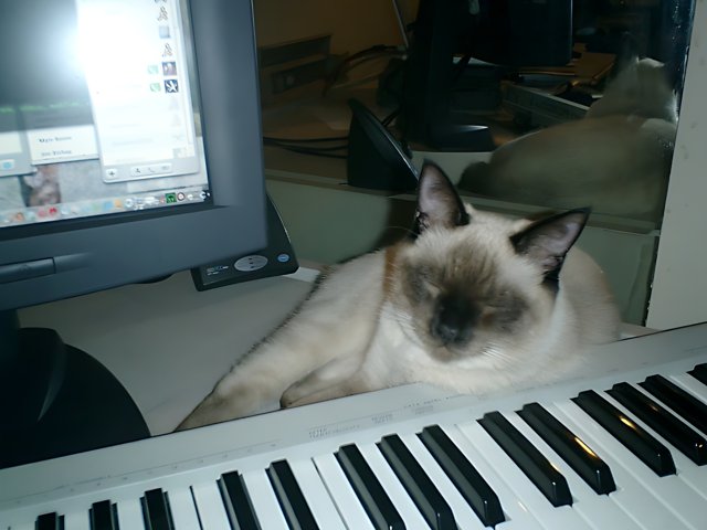 Keyboard Cat Nap