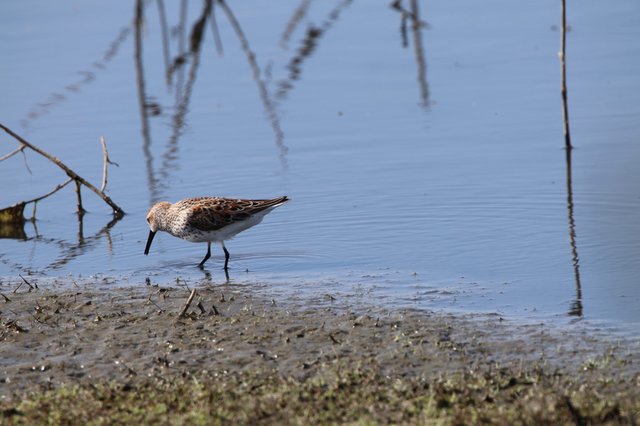 Juvenile White-rumped Sandpiper Foraging in Shallow Water