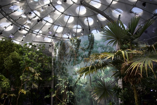 The Rainforest Dome: A Glimpse into the Heart of Nature