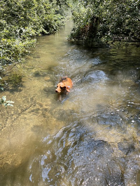 Cow Enjoying a Dip in the River