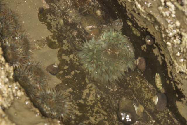 Sea Urchins Amongst the Anemones