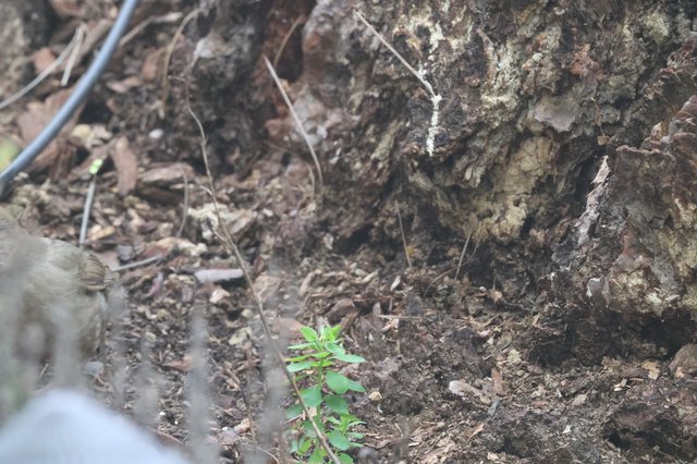 New Growth Emerging at Tree Base in Forest Floor