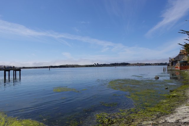Serene Coastal Harbor with Green Algae