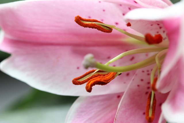 Pink Lily with Red Stamen