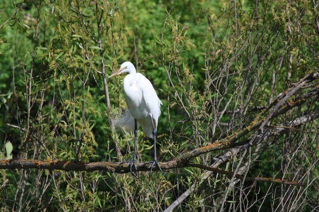 Great Egret Perched Among Wetland Branches