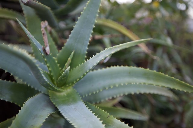 Close-up of Serrated Aloe Vera Succulent Plant