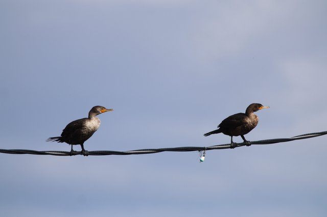 Double-Crested Cormorants Perched on Power Line at Dusk