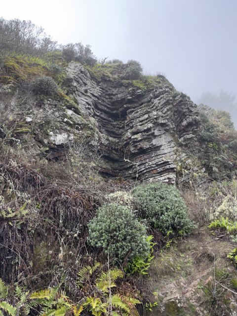 Majestic Cliffside Vegetation