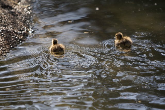 Two Ducklings Paddle in the Pond