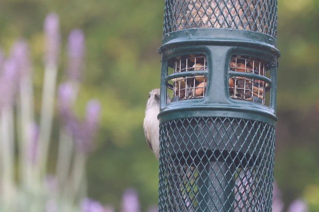 Small Bird Clinging to Peanut Feeder in Garden
