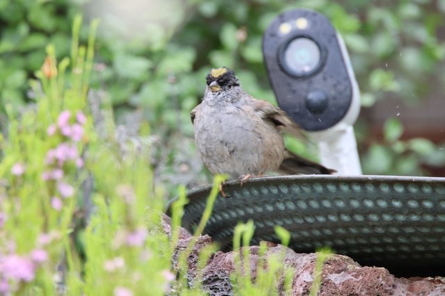 Golden-Crowned Sparrow Perched at Garden Birdbath