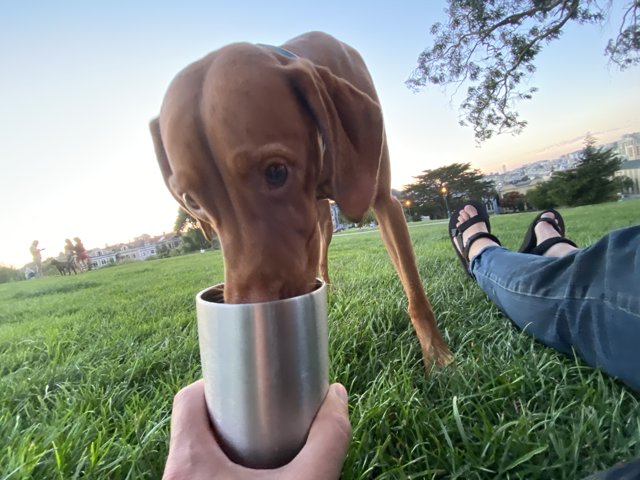 Thirsty Pup Quenches Thirst in Alamo Square