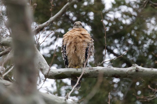 Red-shouldered Hawk Perched in Winter Forest